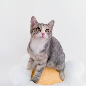 Dilute Calico Cats Available for Adoption - Marmalade | PetCurious