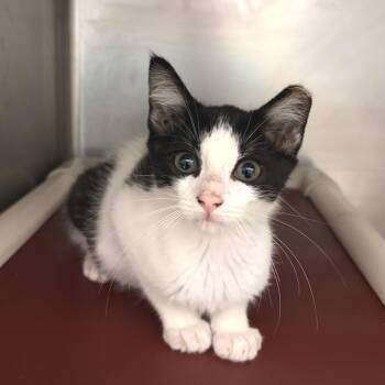 Goldfish -  Domestic Short Hair Cat for Adoption in Marshall, Virginia - Goldfish | PetCurious