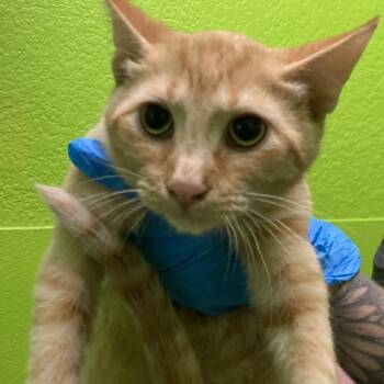 Pearl -  Domestic Short Hair Cat for Adoption in Midland, Texas - Pearl | PetCurious