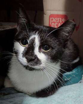 Pingpong -  Domestic Short Hair Cat for Adoption in Seven Valleys, Pennsylvania - Pingpong | PetCurious
