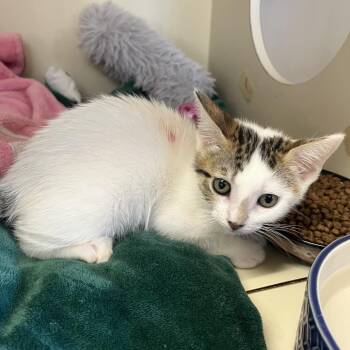Butterfly -  Domestic Short Hair Cat for Adoption in Buellton, California - Butterfly | PetCurious