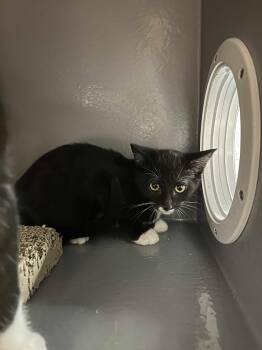 Rescue Domestic Short Hair and Tuxedo Cats for Adoption in Antioch, California - Jessie | PetCurious