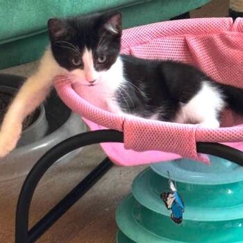 Stop -  Domestic Short Hair Cat for Adoption in Chicago, Illinois - Stop | PetCurious