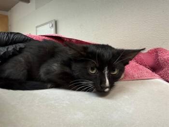 PERRY -  Domestic Short Hair Cat for Adoption in Antioch, California - PERRY | PetCurious