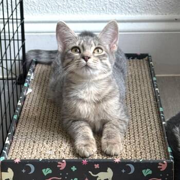 Floresita (FeLV positive) -  Domestic Short Hair Cat for Adoption in Houston, Texas - Floresita (FeLV Positive) | PetCurious