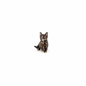 Minako -  Domestic Short Hair Cat for Adoption in Los Angeles, California - Minako | PetCurious