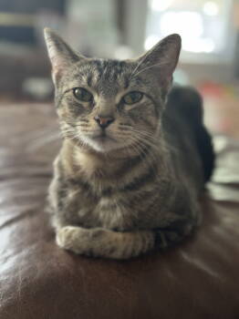 Rescue Domestic Short Hair Cats for Adoption in O