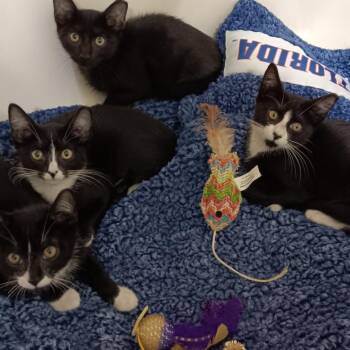 Jasper -  Domestic Short Hair Cat for Adoption in Melrose, Florida - Jasper | PetCurious