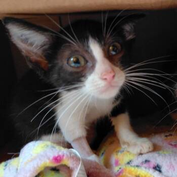 Fig -  Domestic Short Hair Cat for Adoption in Bentonville, Arkansas - Fig | PetCurious