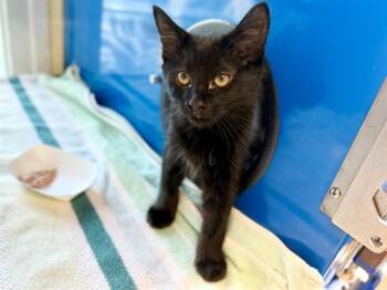 OTTO -  Domestic Short Hair Cat for Adoption in Santa Rosa, California - OTTO | PetCurious