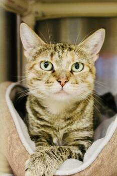 Rescue Domestic Short Hair Cats for Adoption in Indiana, Pennsylvania - Pleakley | PetCurious