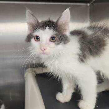 Brian -  Domestic Medium Hair Cat for Adoption in Fort Wayne, Indiana - Brian | PetCurious