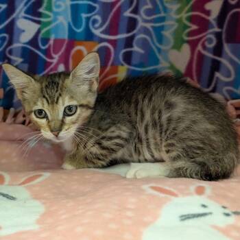 Puffin -  Domestic Short Hair Cat for Adoption - Puffin | PetCurious