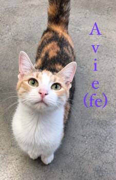Avie -  Domestic Short Hair Cat for Adoption in Fremont, Nebraska - Avie | PetCurious