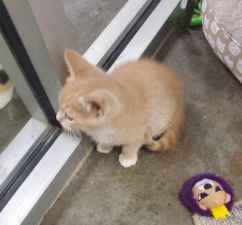 Rescue Domestic Short Hair and Tabby Cats for Adoption in Bartlesville, Oklahoma - Corky | PetCurious