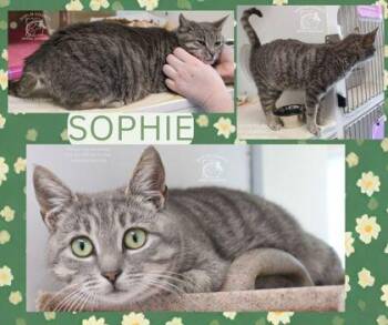 American Shorthair and Domestic Short Hair Cats Available for Adoption - SOPHIE | PetCurious