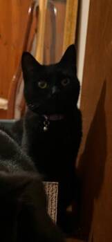 Rescue American Shorthair Cats for Adoption in Troy, New York - CHLOE | PetCurious