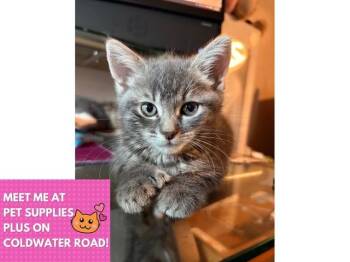 VIOLET -  Domestic Short Hair Cat for Adoption in Fort Wayne, Indiana - VIOLET | PetCurious