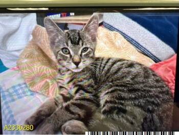 TRIX -  Domestic Short Hair Cat for Adoption in West Palm Beach, Florida - TRIX | PetCurious