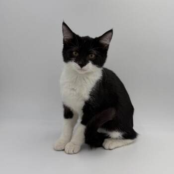 Raisin Cane -  Domestic Short Hair Cat for Adoption in State College, Pennsylvania - Raisin Cane | PetCurious