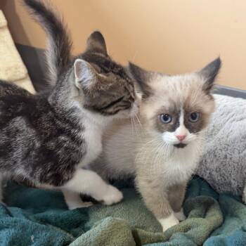 Flipper -  Siamese Cat for Adoption in Wadena, Minnesota - Flipper | PetCurious