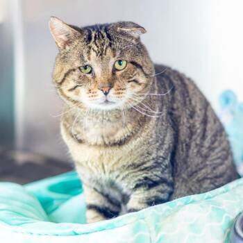 Evander -  Domestic Short Hair Cat for Adoption in Wilmington, Delaware - Evander | PetCurious