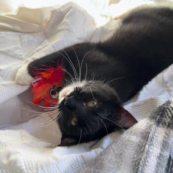 Domestic Short Hair Cats Available for Adoption - Sylvester And Felix | PetCurious