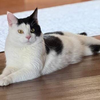 Rescue Domestic Short Hair Cats for Adoption in Lyle, Minnesota - Finn-SPONSORED FEE | PetCurious