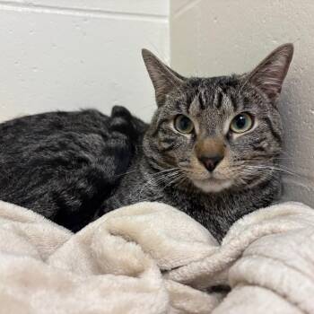 Domestic Short Hair Cats Available for Adoption in Brockton, Massachusetts - Milo | PetCurious