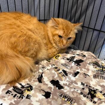 Domestic Medium Hair Cats Available for Adoption in Parkersburg, West Virginia - Grape Soda | PetCurious