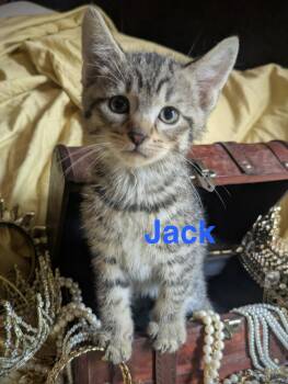 Jack -  American Shorthair Cat for Adoption in Crockett, California - Jack | PetCurious