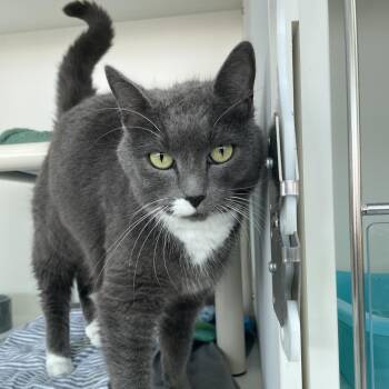 Sage -  Domestic Short Hair Cat for Adoption in Warwick, Rhode Island - Sage | PetCurious