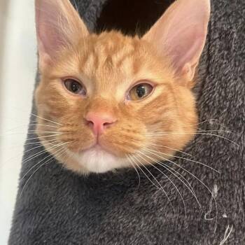 Domestic Medium Hair Cats Available for Adoption - Pancake | PetCurious