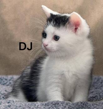 Domestic Short Hair Cats Available for Adoption in Weems, Virginia - DJ | PetCurious