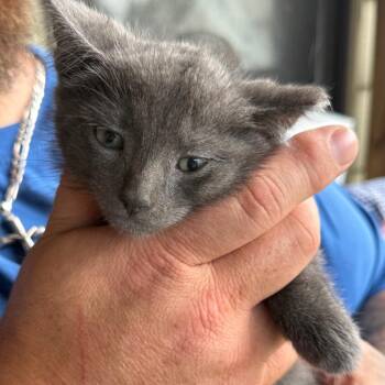 Domestic Short Hair Cats Available for Adoption in Lancaster, Ohio - Jiggy | PetCurious