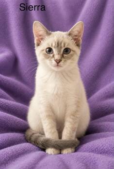 Sierra -  Siamese Cat for Adoption in Wyandotte, Michigan - Sierra | PetCurious