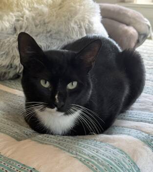 Dude -  Tuxedo and Domestic Short Hair Cat for Adoption in Spring City, Pennsylvania - Dude | PetCurious