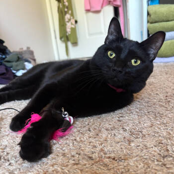 Rescue Domestic Short Hair Cats for Adoption in Springfield, Oregon - Nix | PetCurious
