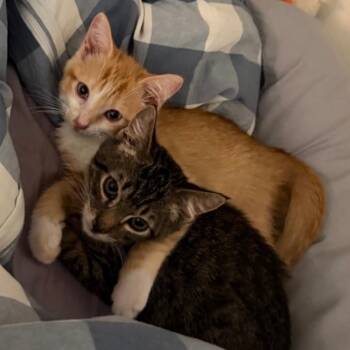 Squash -  Domestic Medium Hair Cat for Adoption in Westminster, California - Squash | PetCurious