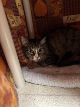Green Arrow -  Domestic Medium Hair Cat for Adoption in Sherwood, Oregon - Green Arrow | PetCurious