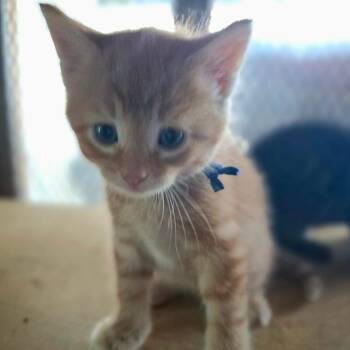 Memphis May (Blue Collar) -  Domestic Short Hair Cat Available for Adoption in Woodstock, Virginia - Memphis May (Blue Collar) | PetCurious