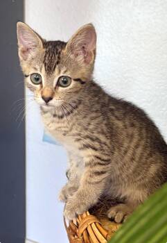 Lira -  Domestic Short Hair and Tabby Cat for Adoption in Brentwood, California - Lira | PetCurious
