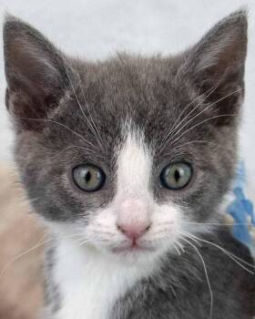 Domestic Short Hair Cats Available for Adoption in Kennesaw, Georgia - Beluga | PetCurious