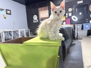 Peach -  Maine Coon Cat for Sale in Cisco, Texas - Peach | PetCurious