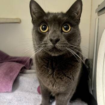 Domestic Short Hair Cats Available for Adoption in Newark, New Jersey - Lilah | PetCurious