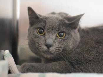 Mabel -  Domestic Short Hair Cat for Adoption in Portland, Oregon - Mabel | PetCurious