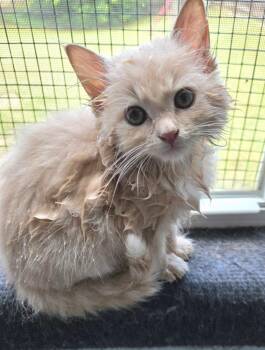 Rambo -  Domestic Long Hair Cat for Adoption in Buford, Georgia - Rambo | PetCurious