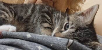 Rooney -  Tabby Cat for Adoption in Wayne, New Jersey - Rooney | PetCurious