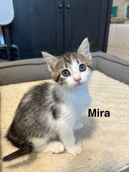 Rescue Domestic Short Hair Cats for Adoption in The Woodlands, Texas - Mira | PetCurious