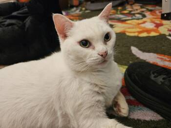 Snowy -  Domestic Short Hair Cat for Adoption in New York, New York - Snowy | PetCurious